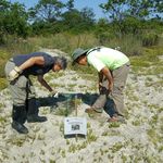 Ellen Pehek and Carla Garcia, ecologists with the NYC Parks Department, inspect the enclosure<br>